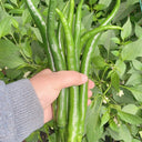 Hongtianxia String Pepper Seeds, 1g