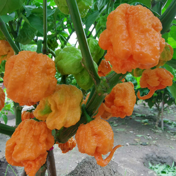 U2224 Orange-Yellow Carolina Reaper, 5 Seeds