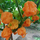 U2224 Orange-Yellow Carolina Reaper, 5 Seeds