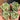 Echeveria Agavoides 'Blue Dragon', 2pcs x 1-head