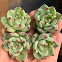 Echeveria Agavoides 'Blue Dragon', 2pcs x 1-head