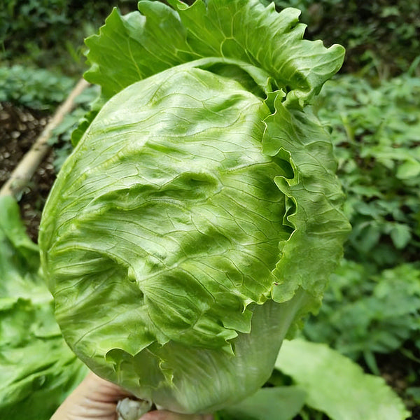 Meilü 103 Crisphead Lettuce, 2000 Seeds
