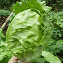 Meilü 103 Crisphead Lettuce, 2000 Seeds