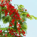 Royal Poinciana, 50 Seeds