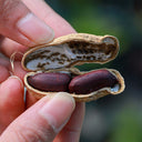 Black Peanut Seeds, 20 Seeds