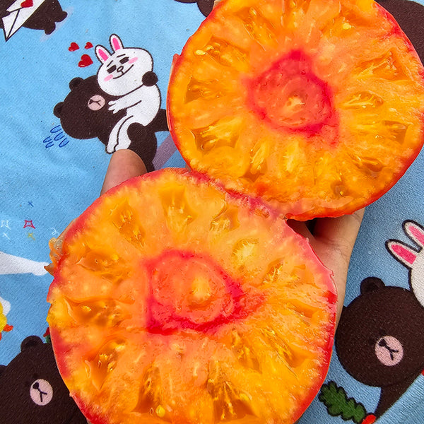 600 Anto Sandburg Tomato, 5 Seeds