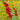 Red Plains Coreopsis Seeds, 1g