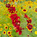 Red Plains Coreopsis Seeds, 1g