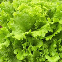 Glass Lettuce, 2000 Seeds