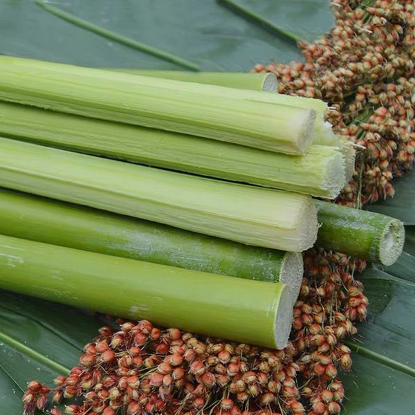 High-Sugar Sweet Sorghum Seeds, 100 Seeds