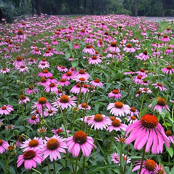 Purple Coneflower, 1g