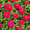W1338 Double Zahara Cherry Zinnia, 5 Seeds