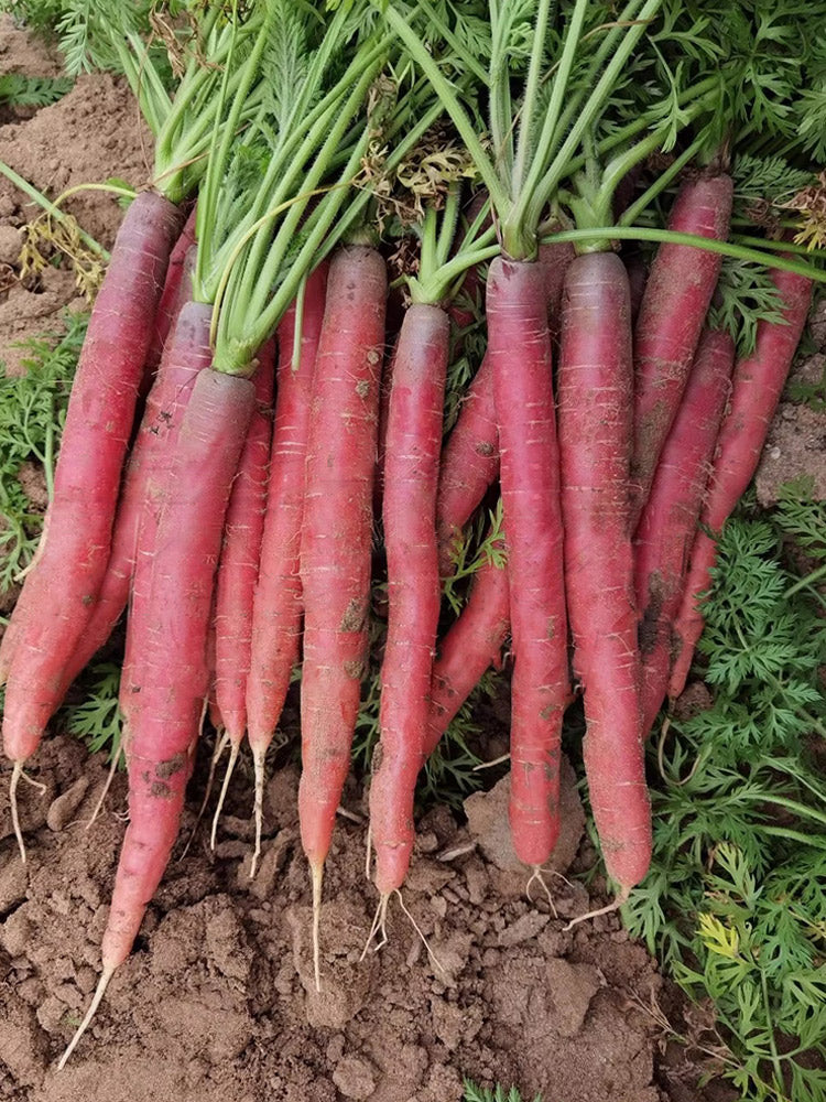 Purple-red Carrots, Pack of 1500