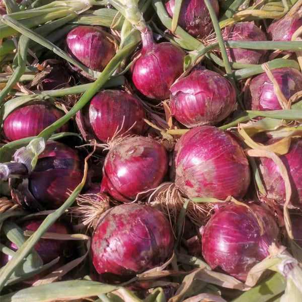 Imperial Ruby' Red Onion Seeds, 5g