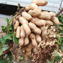 Lushou Peanut Seeds, 20 Seeds