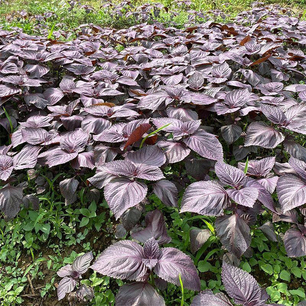 Large-Leaf Perilla Seeds, 2g