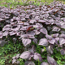 Large-Leaf Perilla Seeds, 2g