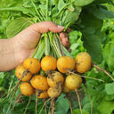 Yellow Cherry Radish, 10g