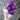 True Potato Seeds (TPS), Chiar Choque Pitu (Solanum curtilobum), 4 Seeds