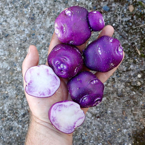 True Potato Seeds (TPS), Chiar Choque Pitu (Solanum curtilobum), 4 Seeds
