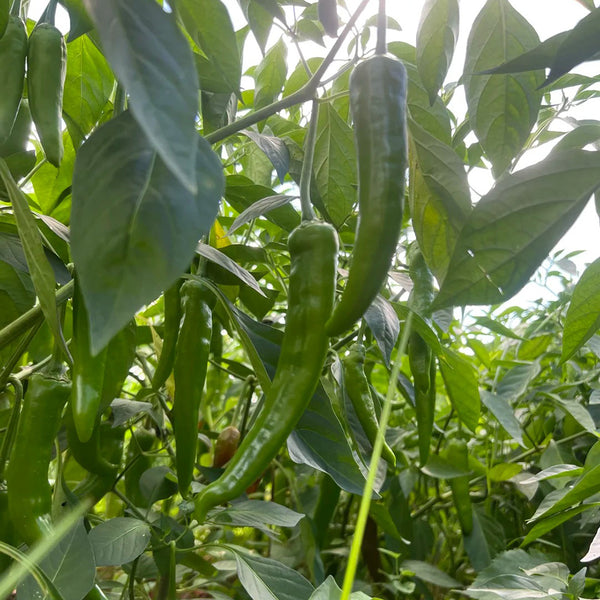 Xiangla Hangjiao Pepper Seeds, 0.5g