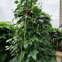 Long Dragon Cowpea Seeds, 200g