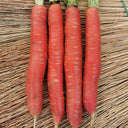 'Beauty Finger' Carrot Seeds, 10g