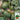 'Super Sweet 2K' Watermelon Seeds, 10 Seeds