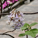 Paulownia fortunei, 200 Seeds
