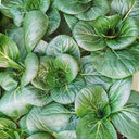 'Suzhou Green' Black-leaf Dwarf Bok Choy Seeds, 5g