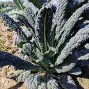 Blue Feather Kale Seeds, 2g