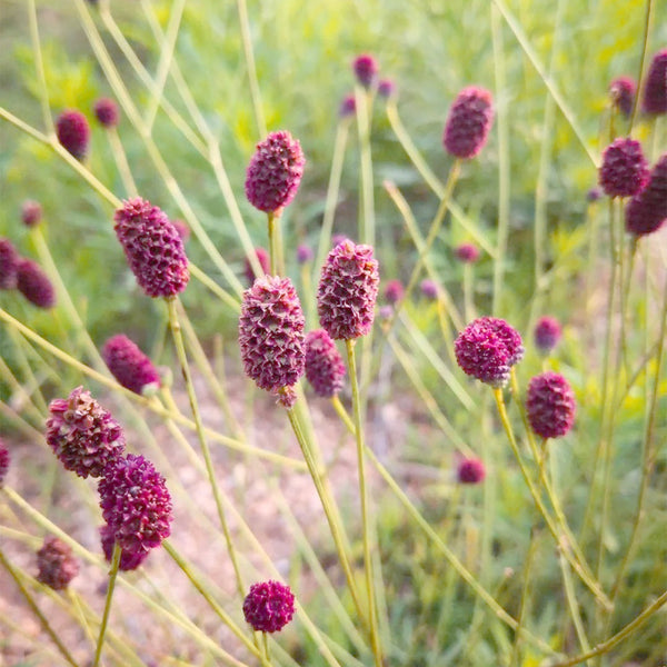 Great Burnet, 50 Seeds