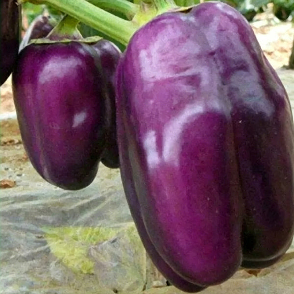 Shouhe Amethyst Sweet Pepper, 20 Seeds