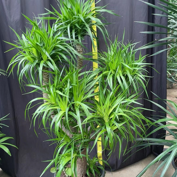 Canary Islands Dragon Tree Seeds (Dracaena draco), Pack of 5