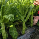 Jade Stem Lettuce Seeds, 10g