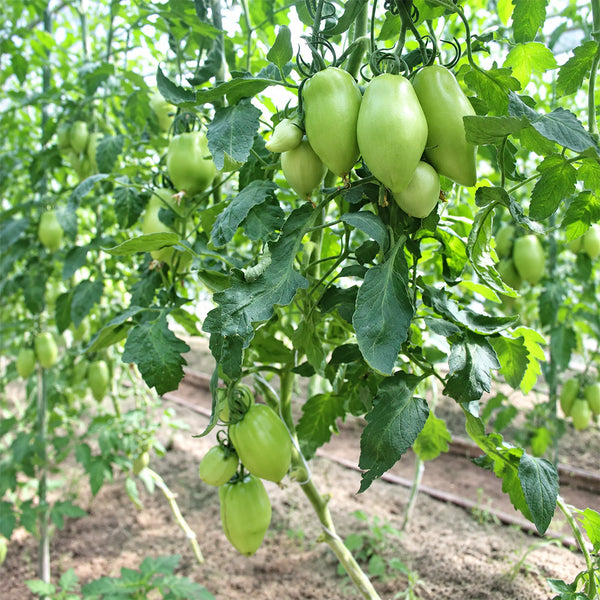 530 Perino Grosso Tomato, 5 Seeds
