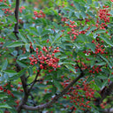 Dahongpao Sichuan Peppercorn, 100 Seeds