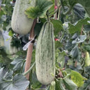 Flying 61' Yangjiao Melon Seeds, 20 Seeds