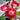 Gloxinia, 50 Seeds (Mixed 10+ Varieties)
