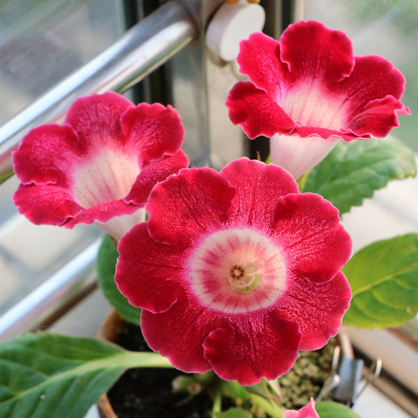 Gloxinia, 50 Seeds (Mixed 10+ Varieties)