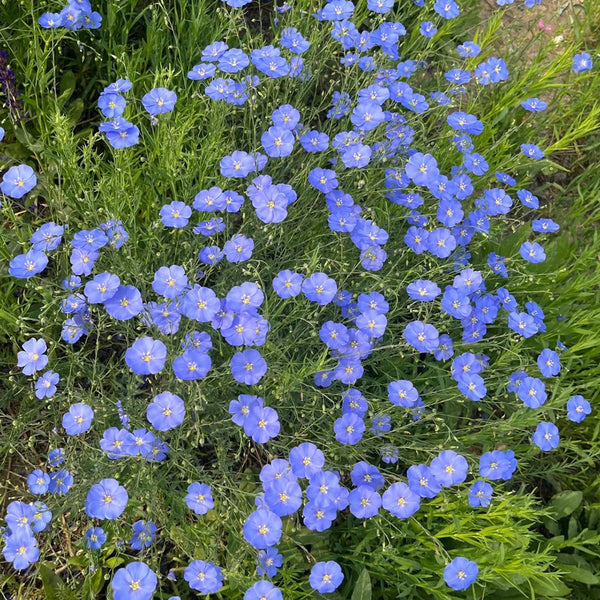 Blue Flax, 1g
