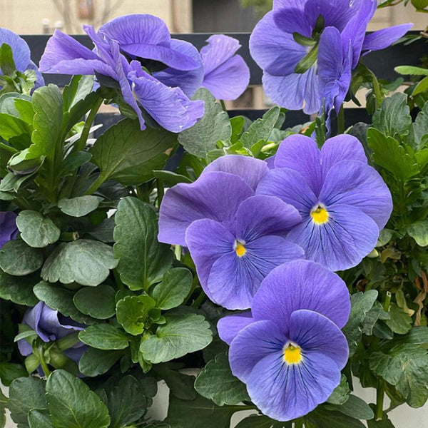 Super Bingo Series Blue Pansy Seeds, 100 Seeds