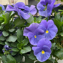 Super Bingo Series Blue Pansy Seeds, 100 Seeds