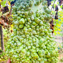 Long Knobbly Gourd, 5 Seeds