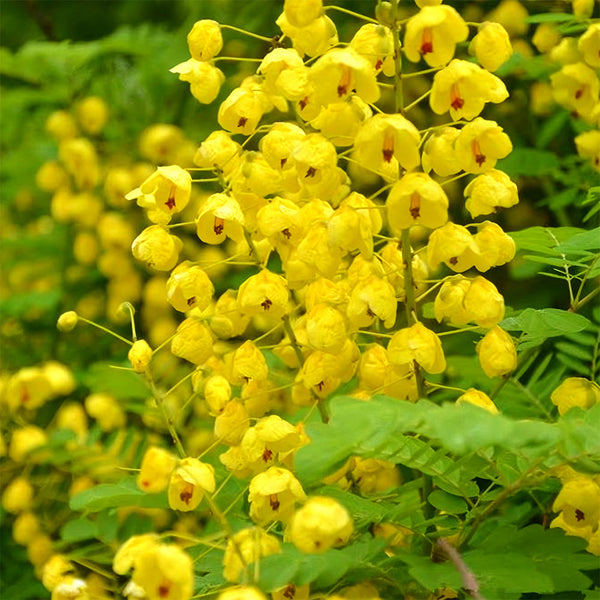 Semen cassiae Seeds