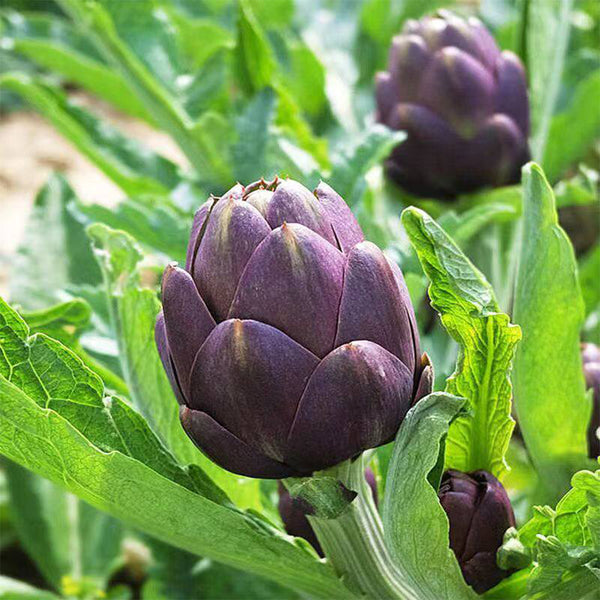 Purple Artichoke, 5 Seeds