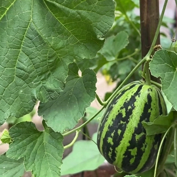 Bingtangzi High-Sugar Melon, 30 Seeds