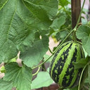 Bingtangzi High-Sugar Melon, 30 Seeds