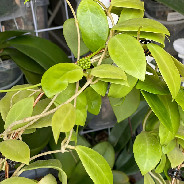 Hoya mindorensis 'Yellow Form', 5 Cuttings