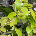 Hoya mindorensis 'Yellow Form', 5 Cuttings
